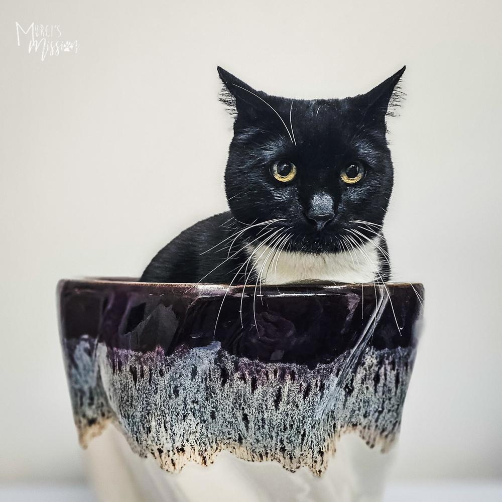 Coal, Adoptable, Senior Male Domestic Short Hair.