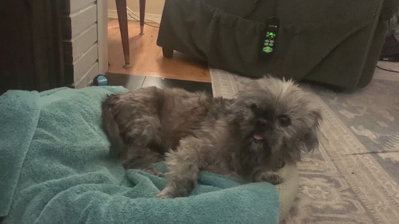 Enlarge Hugh, a Adopted mixed breed in Portland, OR video 1/6