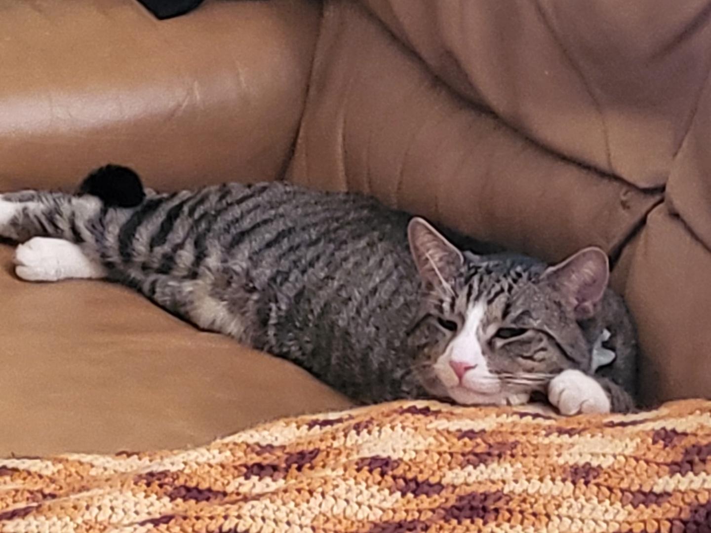 Enlarge Kirby (he's so sweet), a ADOPTABLE mixed breed in Waterbury, CT image 4/4