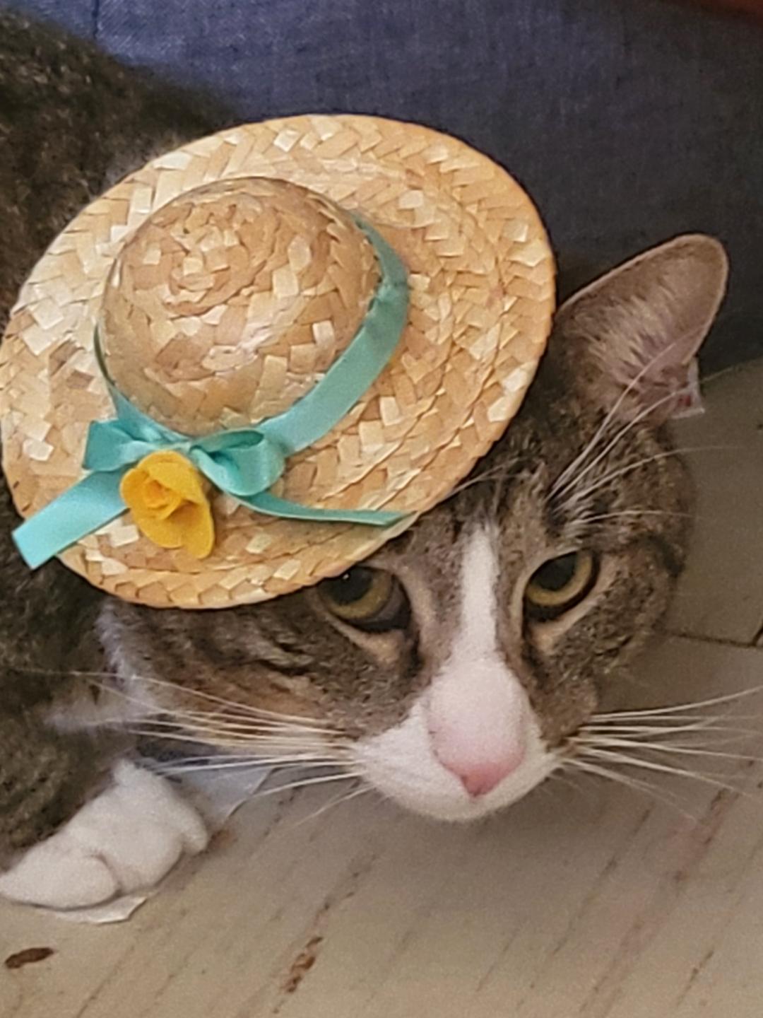 Enlarge Kirby (he's so sweet), a ADOPTABLE mixed breed in Waterbury, CT image 2/4