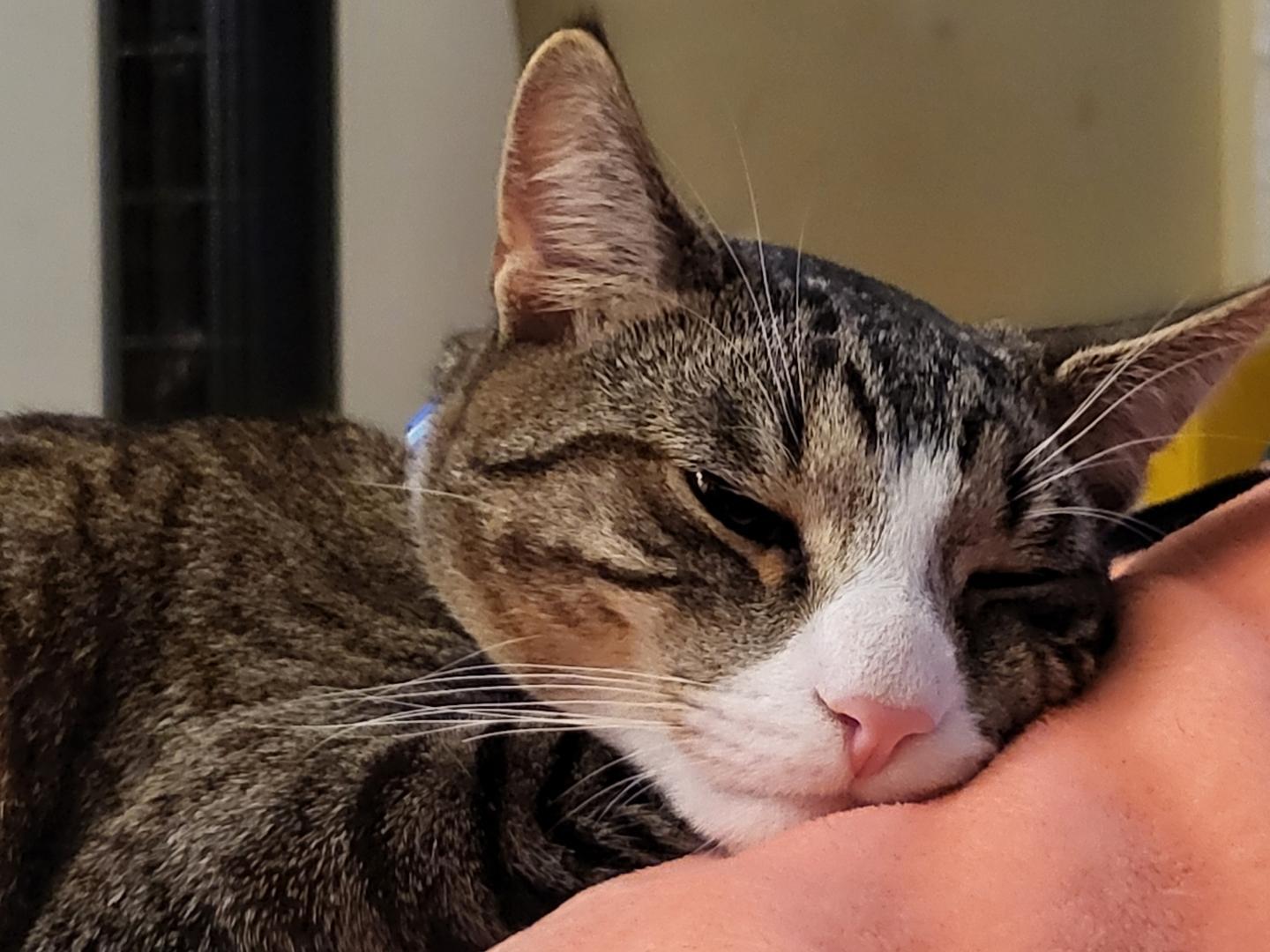 Enlarge Kirby (he's so sweet), a ADOPTABLE mixed breed in Waterbury, CT image 3/4