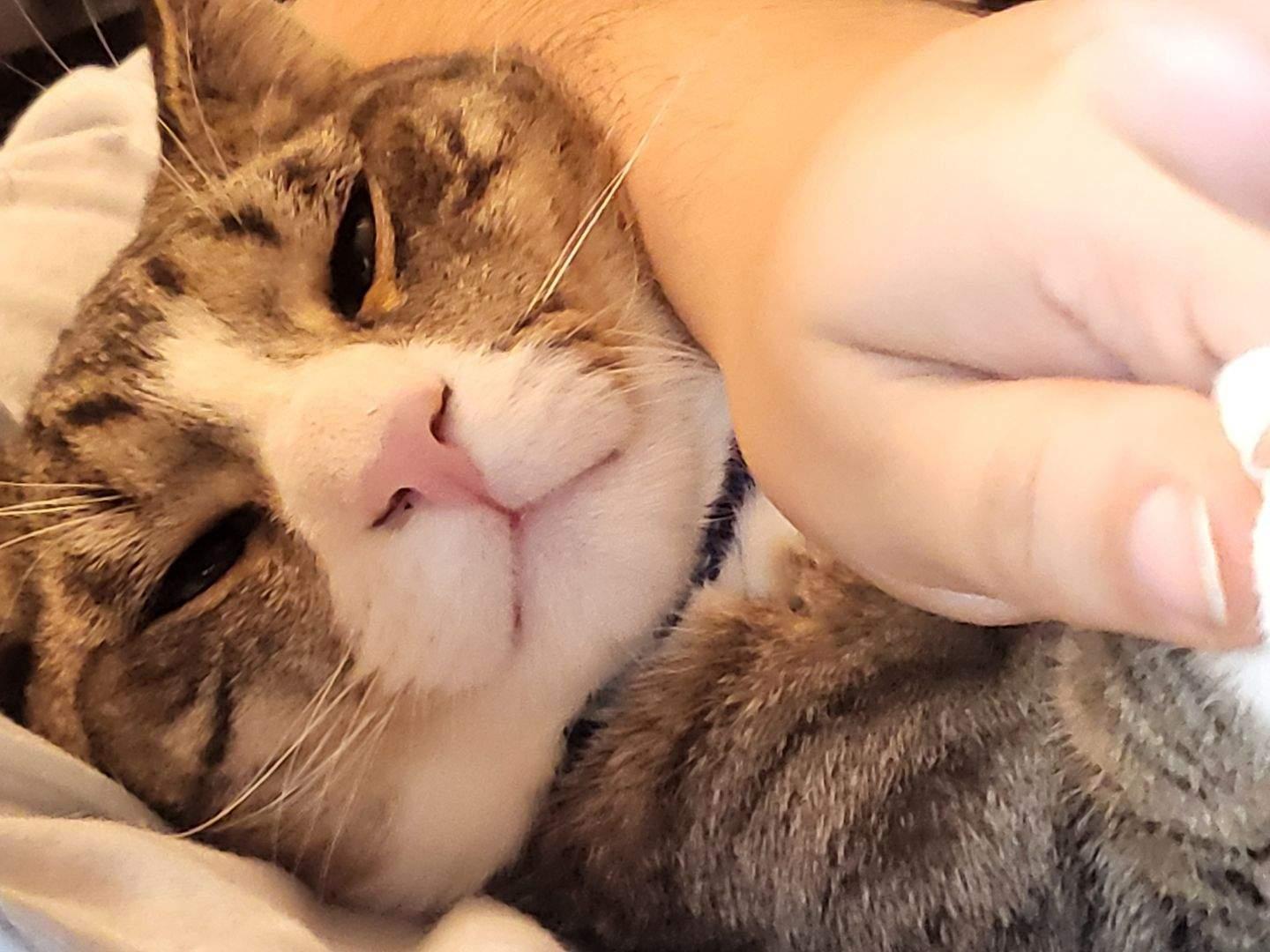 Kirby (he's so sweet), ADOPTABLE, Young Male Tabby.