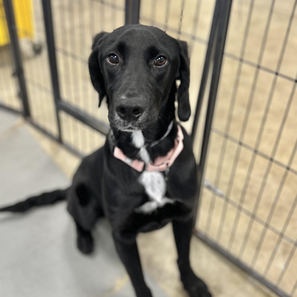 Enlarge Duck, a Adoptable Mixed Breed in Westhampton, NY image 2/6