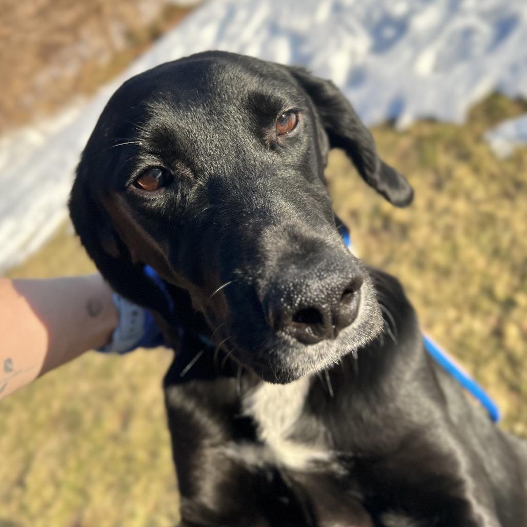 Enlarge Duck, a Adoptable Mixed Breed in Westhampton, NY image 3/6