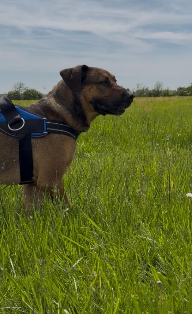 Charlie B Barkin, Adoptable, Young Male German Shepherd Dog & Mixed Breed.