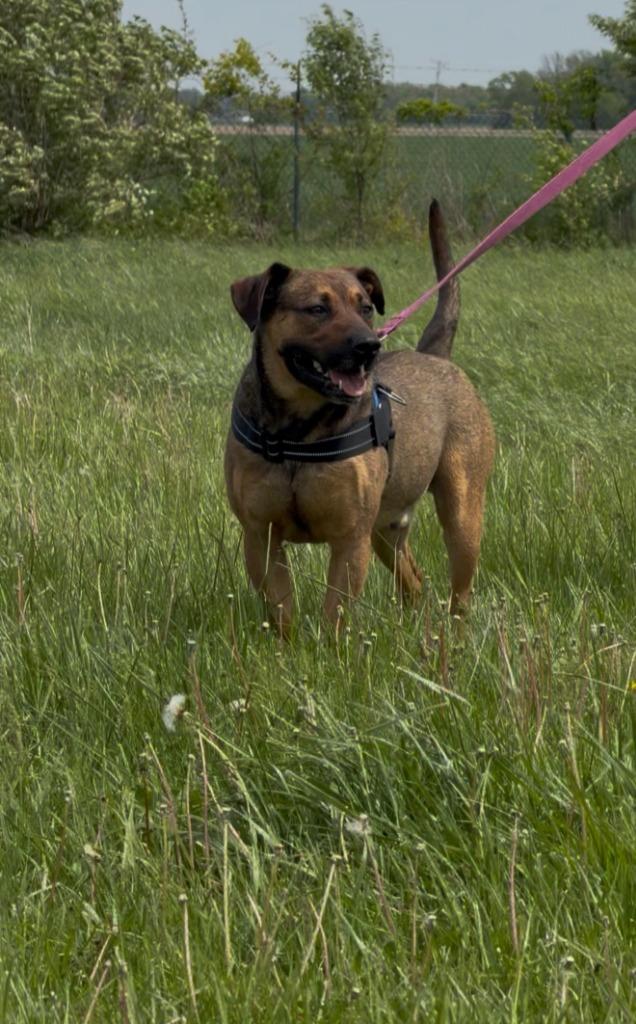 Enlarge Charlie B Barkin, a Adoptable mixed breed in Centralia, IL image 2/3