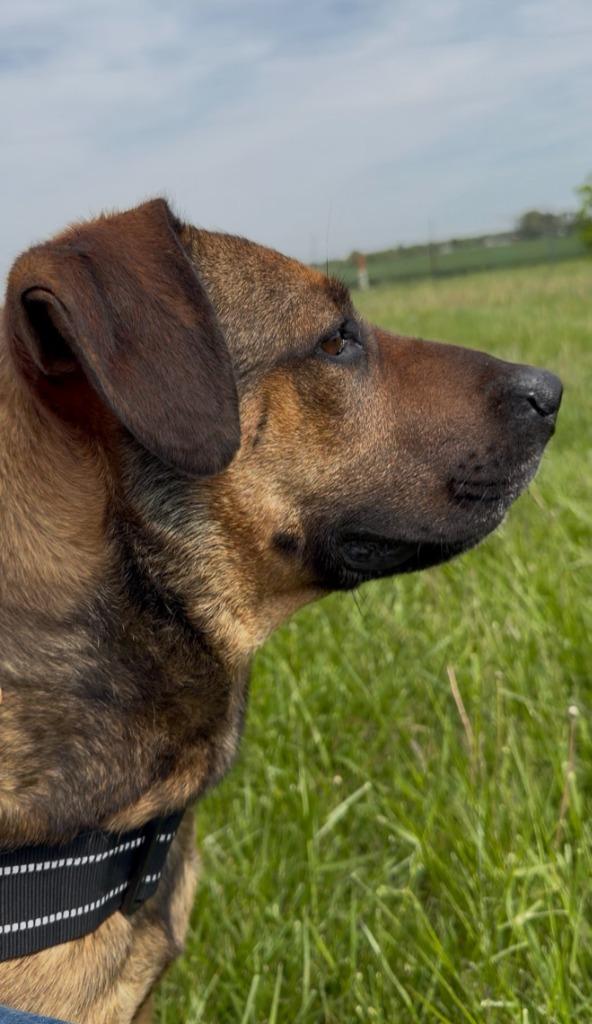 Enlarge Charlie B Barkin, a Adoptable mixed breed in Centralia, IL image 3/3