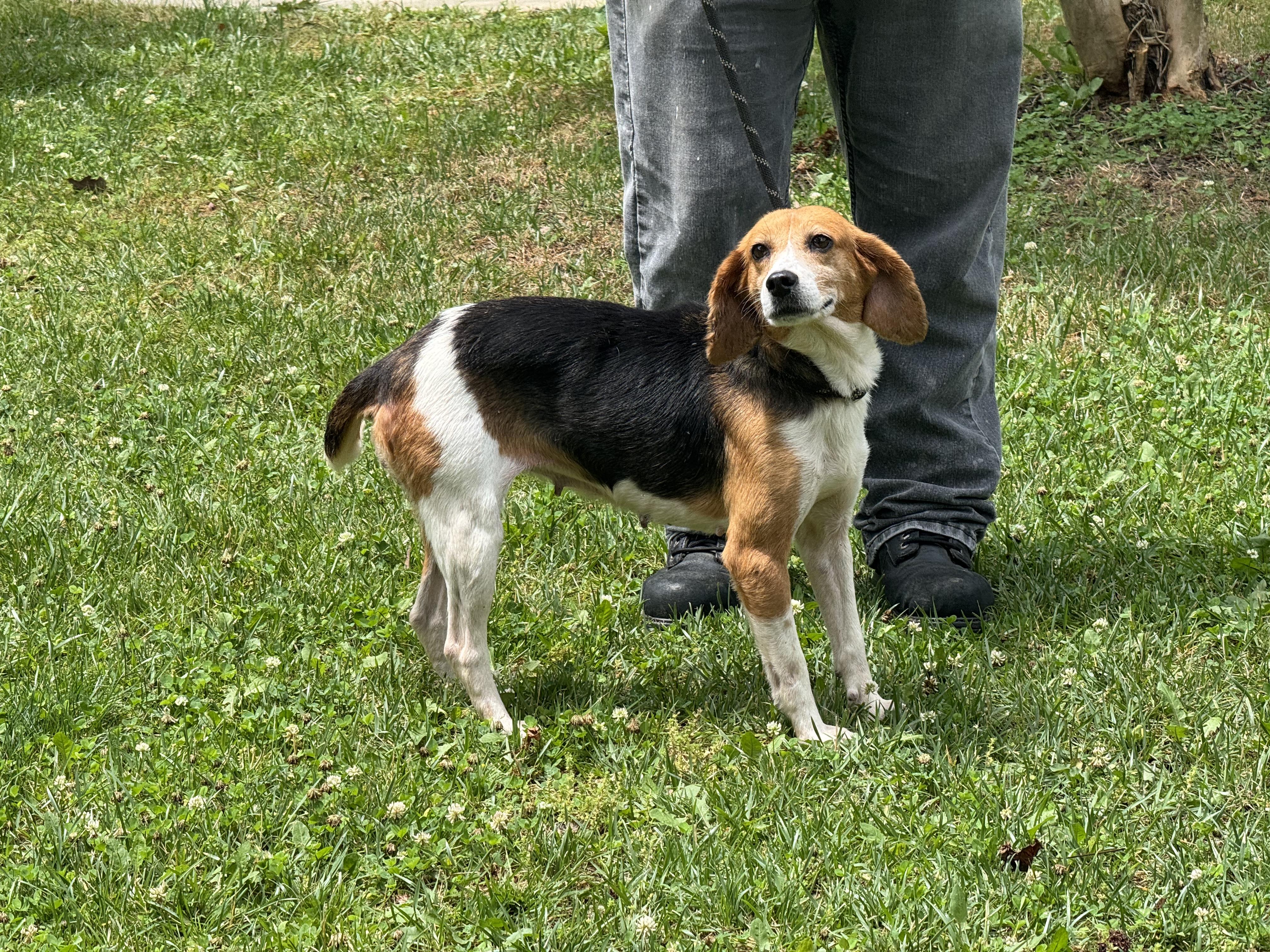 Duckling, a ADOPTABLE Beagle in Midlothian, VA image 6/6