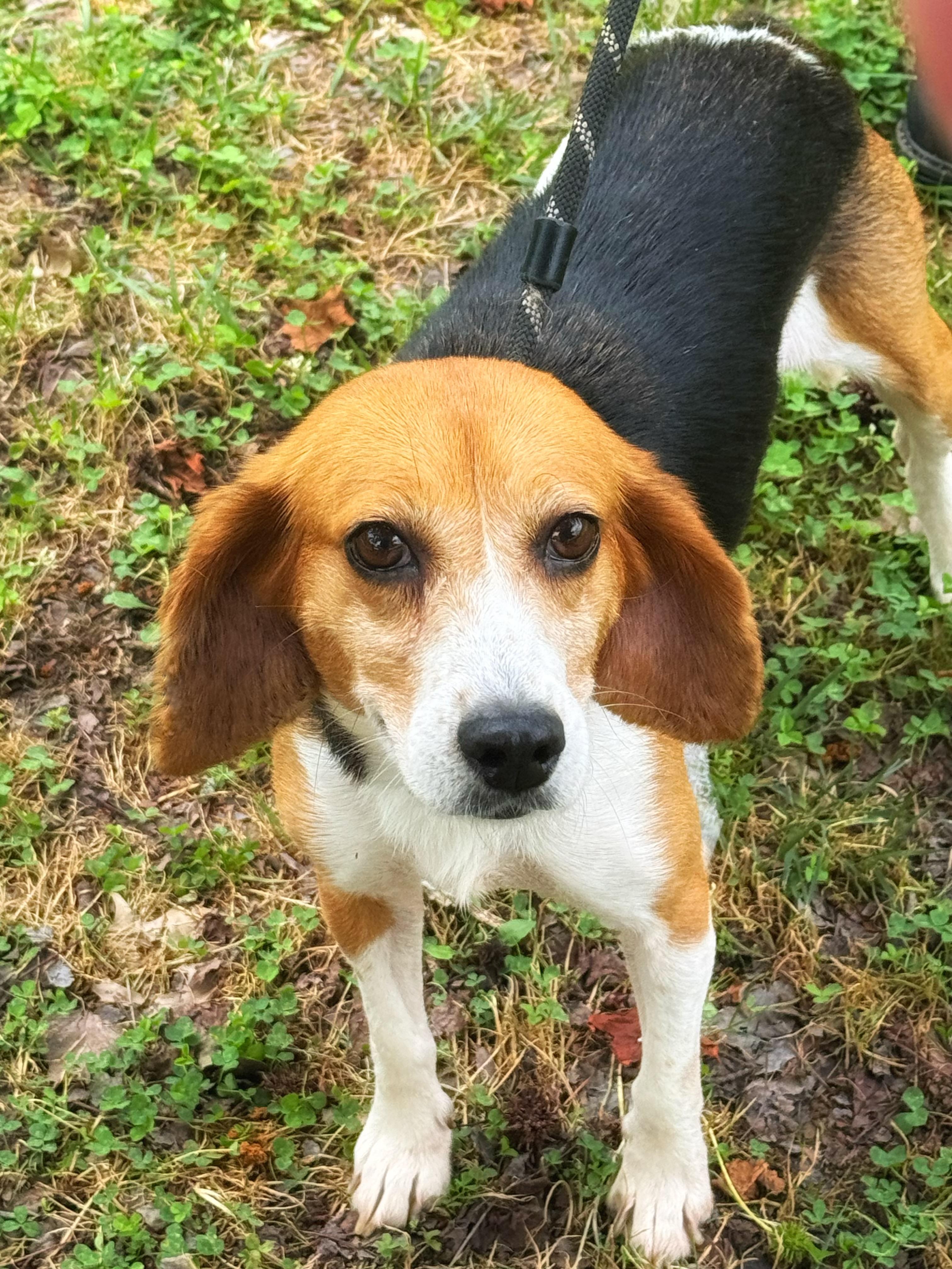 Duckling, a ADOPTABLE Beagle in Midlothian, VA image 4/6