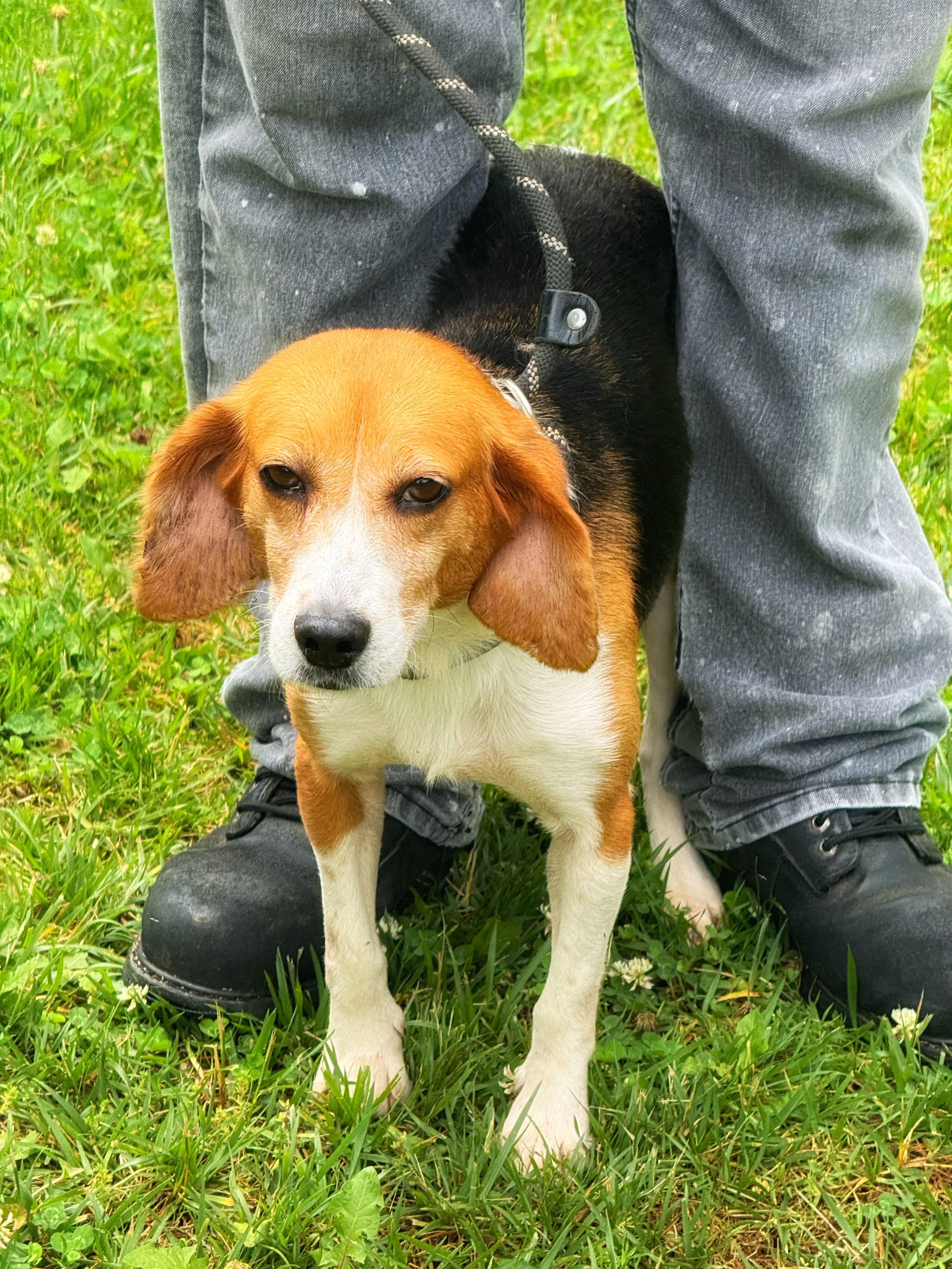 Duckling, a ADOPTABLE Beagle in Midlothian, VA image 3/6