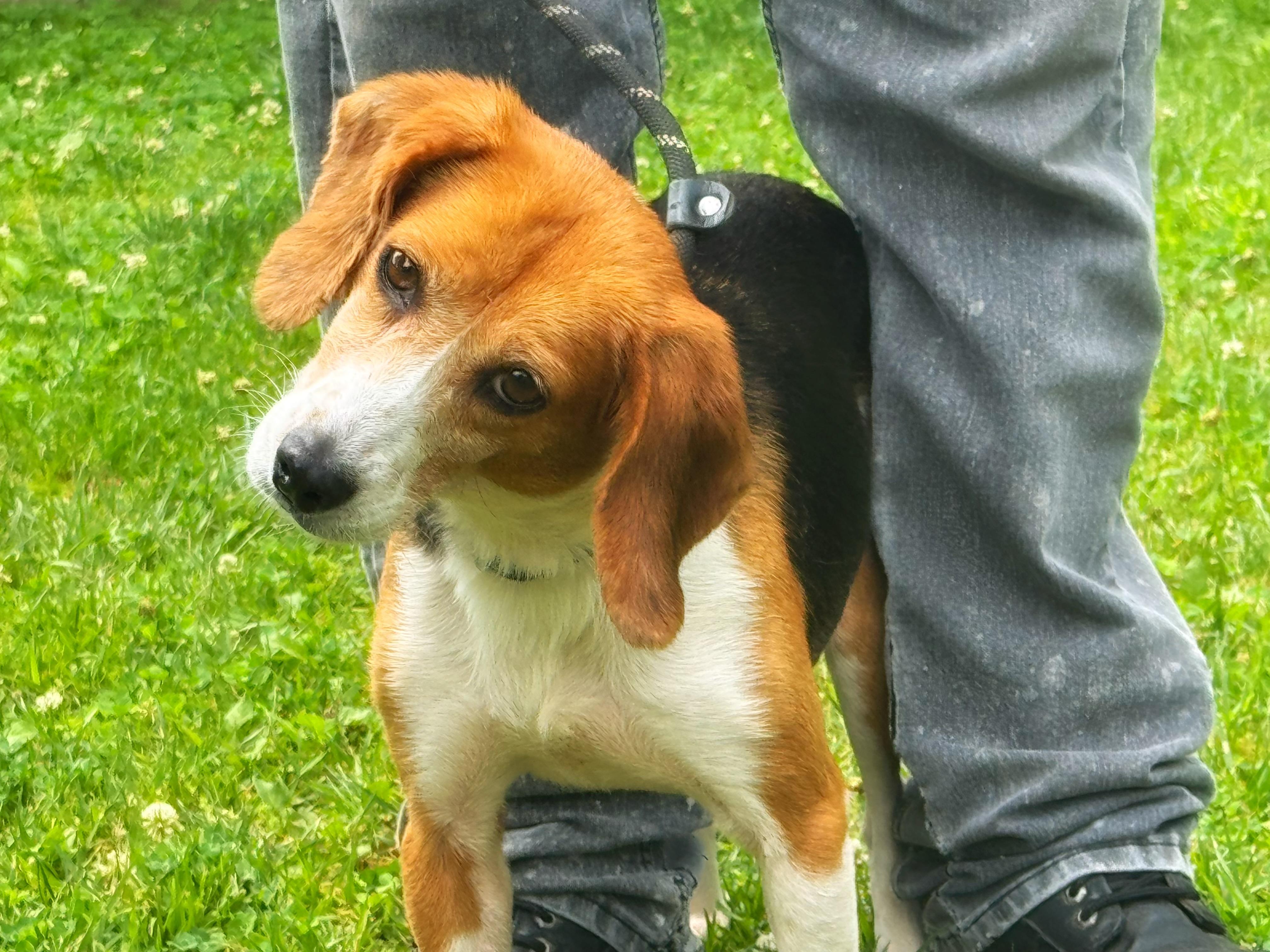 Duckling, a ADOPTABLE Beagle in Midlothian, VA image 2/6