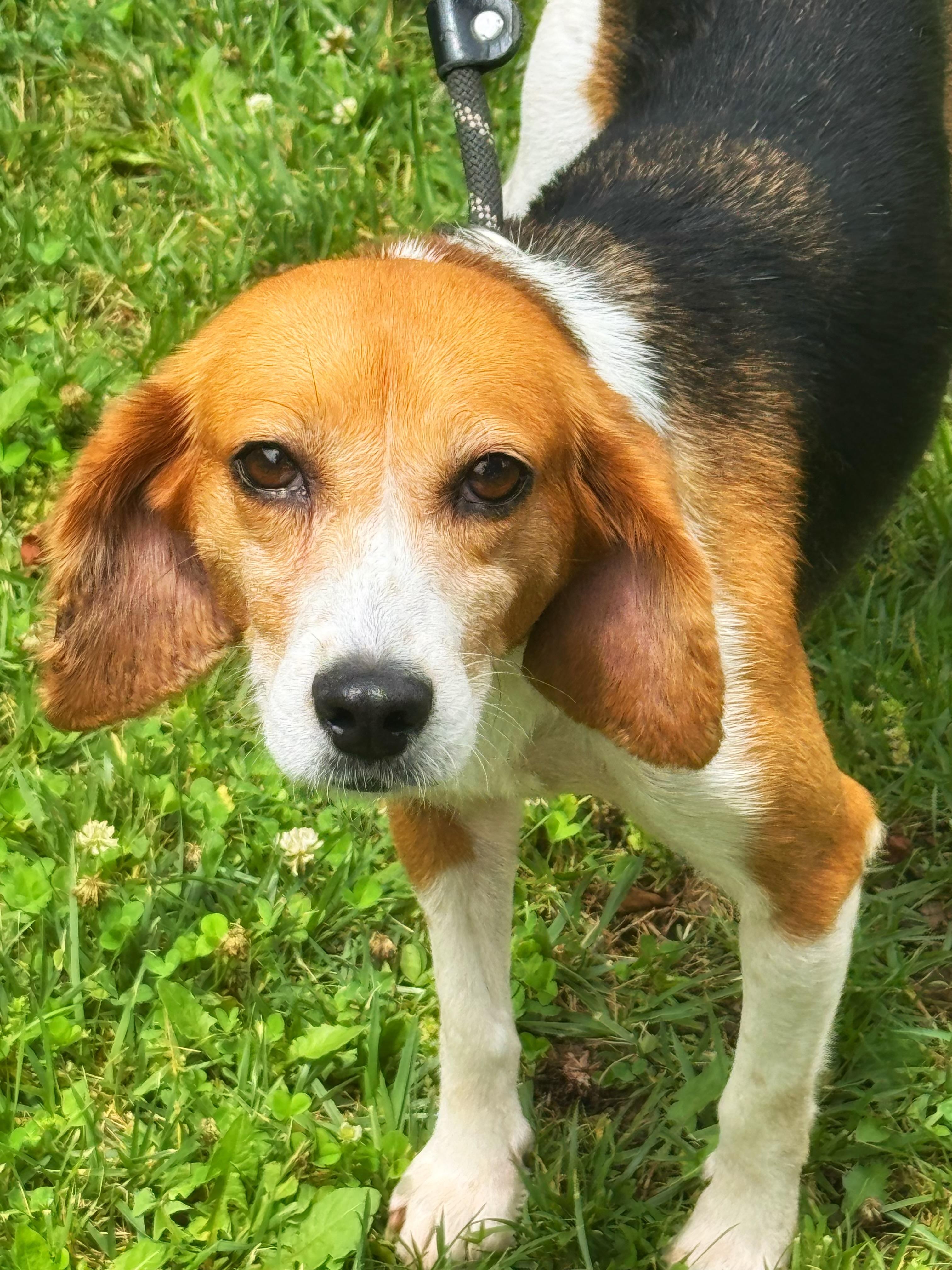 Duckling, a ADOPTABLE Beagle in Midlothian, VA image 1/6