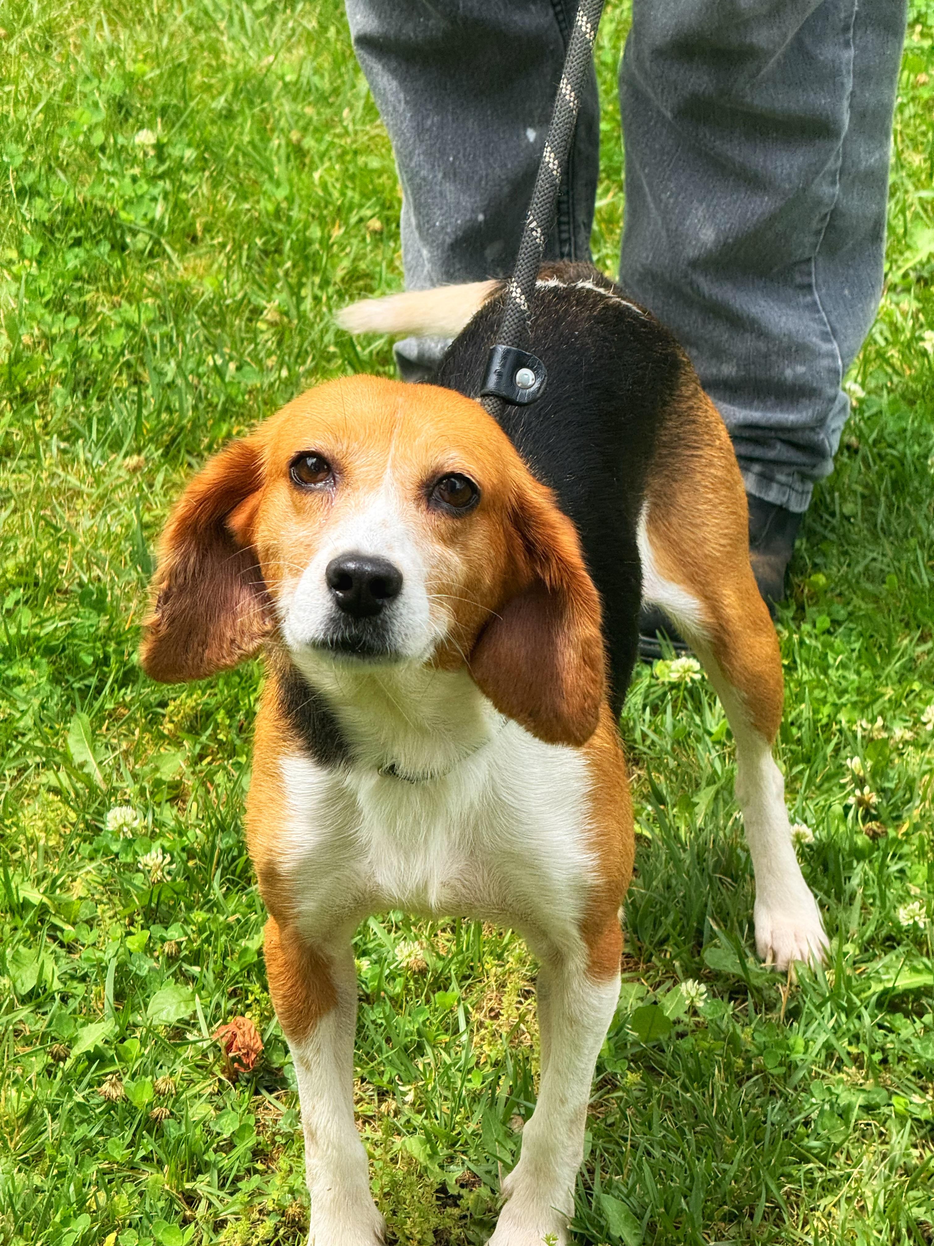 Duckling, a ADOPTABLE Beagle in Midlothian, VA image 5/6