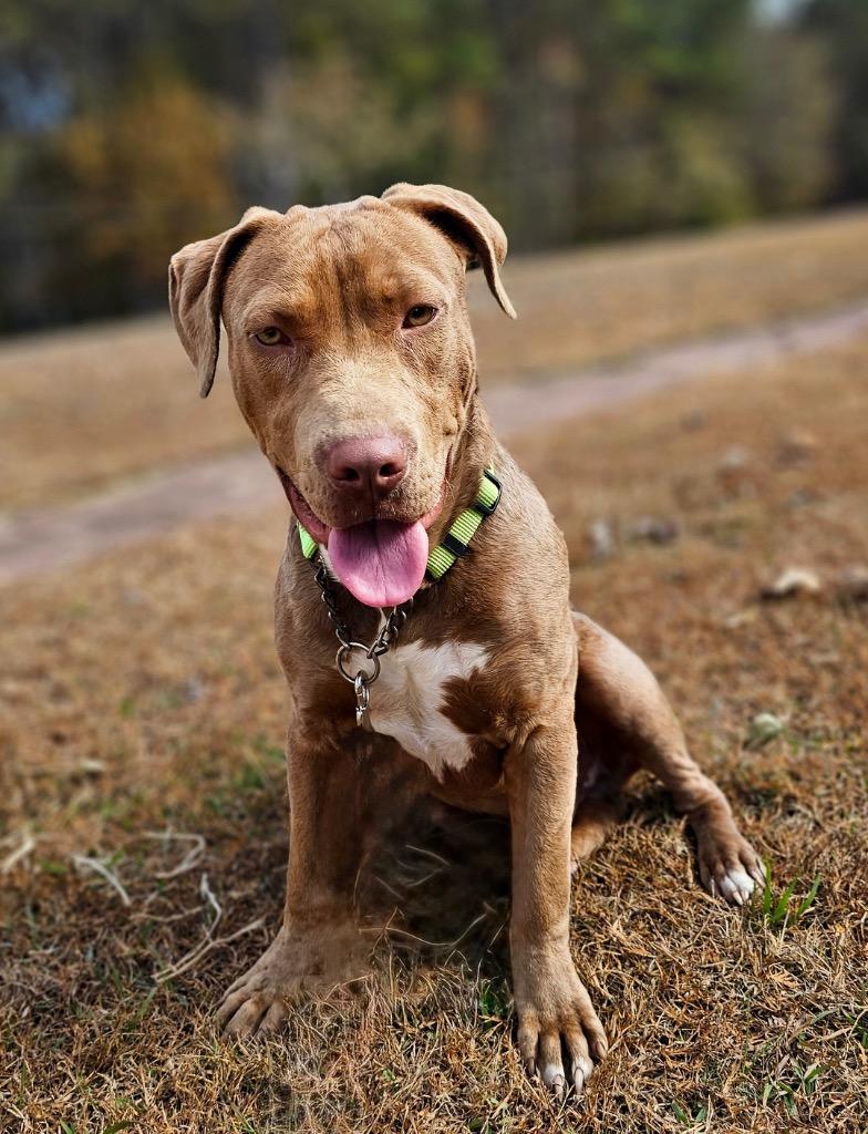 Enlarge Lanny - Local, a Adoptable mixed breed in Princeton, MA image 1/6