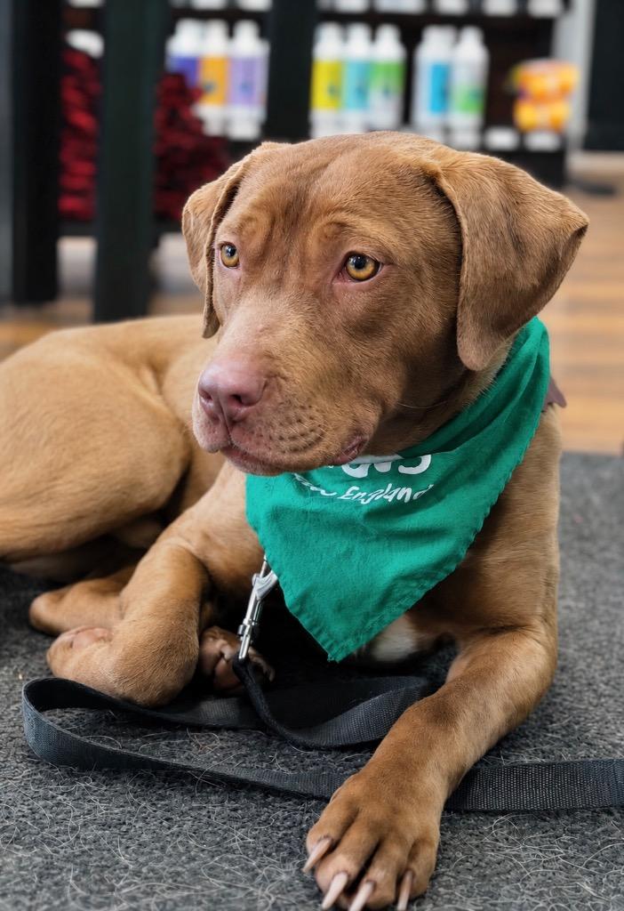 Enlarge Lanny - LOCAL, a Adoptable mixed breed in Princeton, MA image 1/6