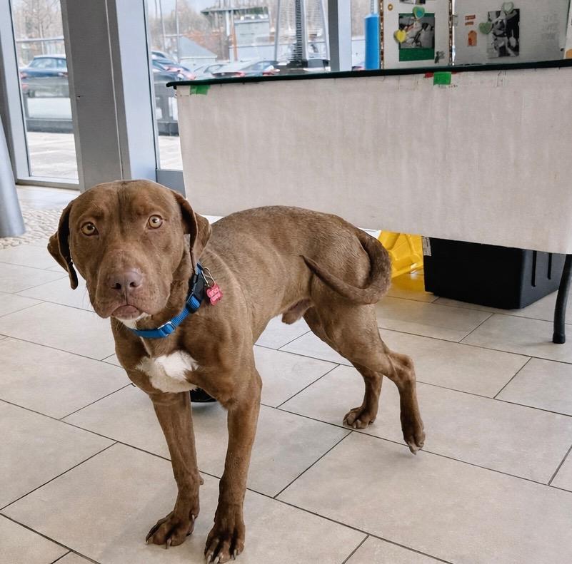 Enlarge Lanny - Local, a Adoptable mixed breed in Princeton, MA image 2/5