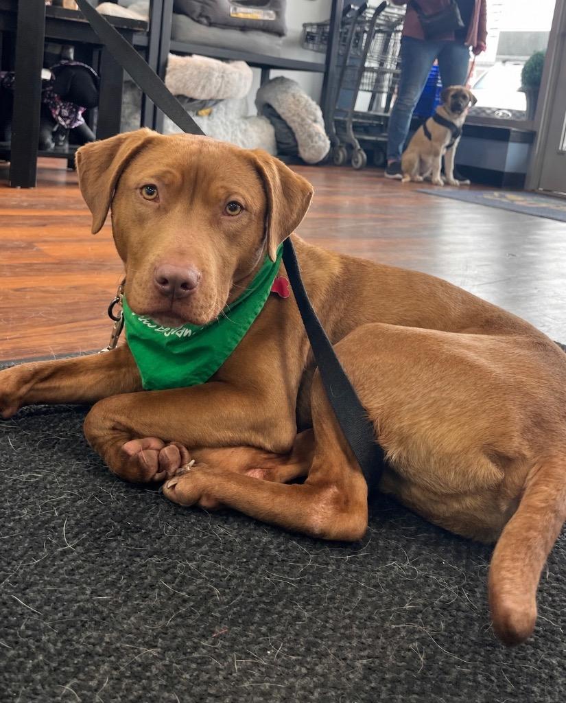 Enlarge Lanny - LOCAL, a Adoptable mixed breed in Princeton, MA image 2/6