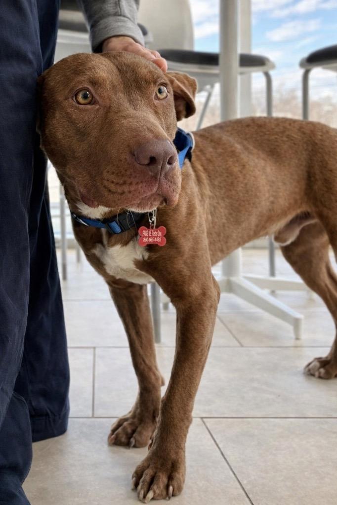 Enlarge Lanny - LOCAL, a Adoptable mixed breed in Princeton, MA image 3/6