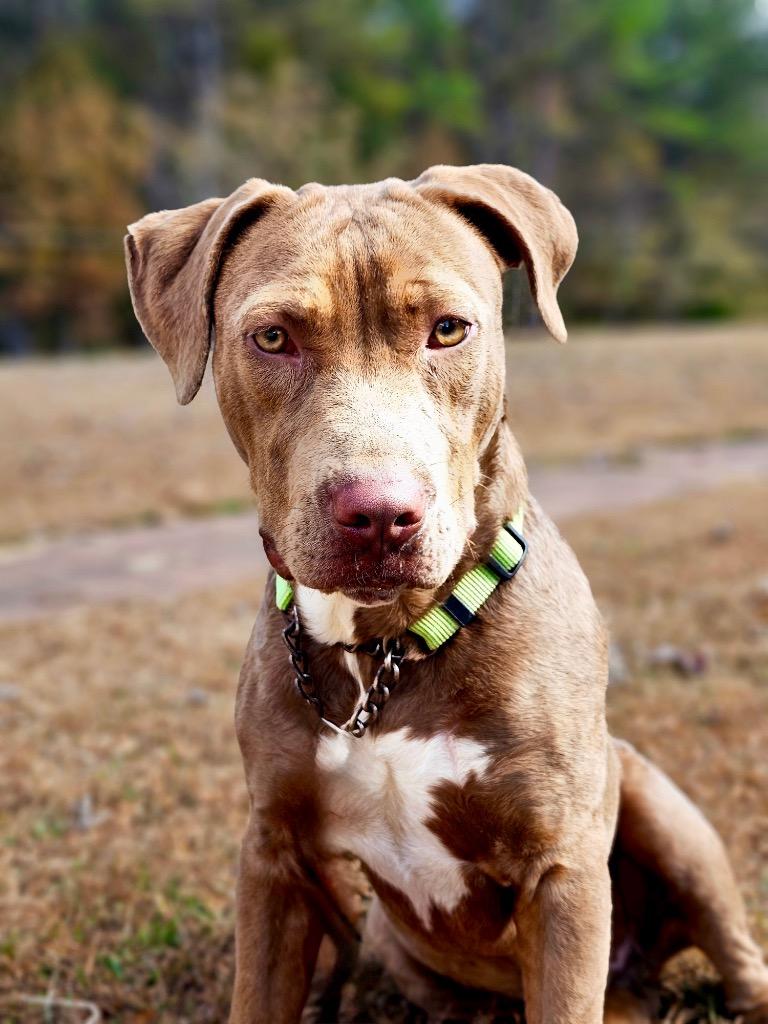 Enlarge Lanny - Local, a Adoptable mixed breed in Princeton, MA image 1/6