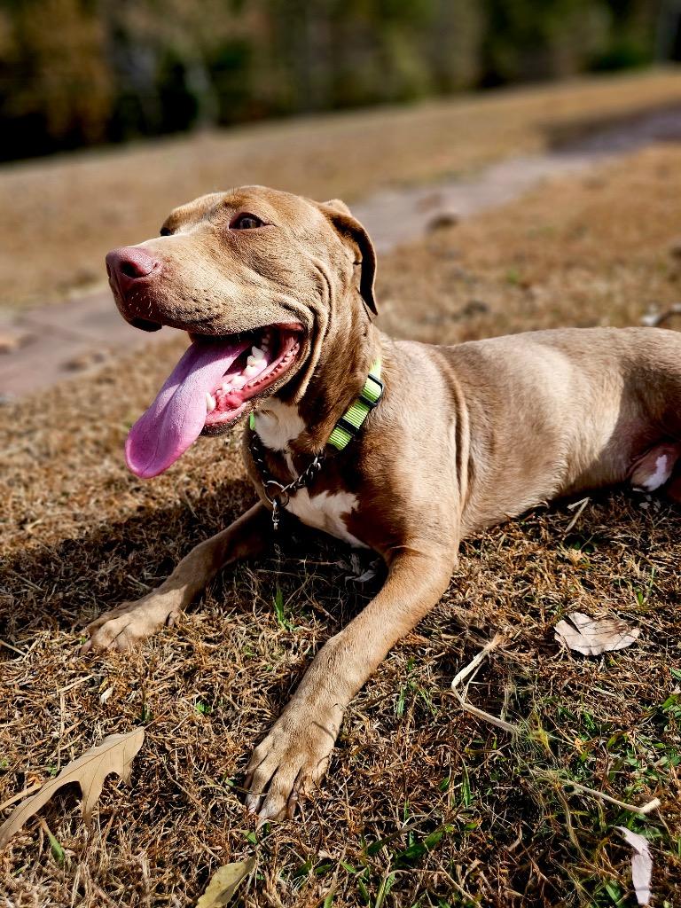 Enlarge Lanny - Local, a Adoptable mixed breed in Princeton, MA image 2/6