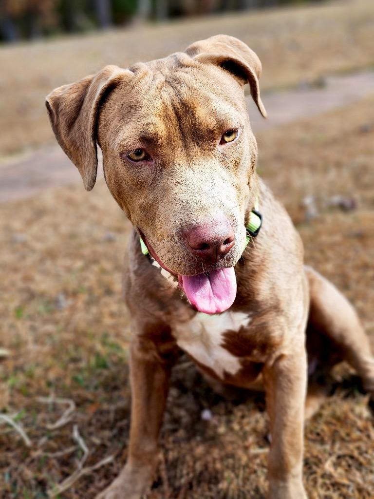 Enlarge Lanny - Local, a Adoptable mixed breed in Princeton, MA image 3/6