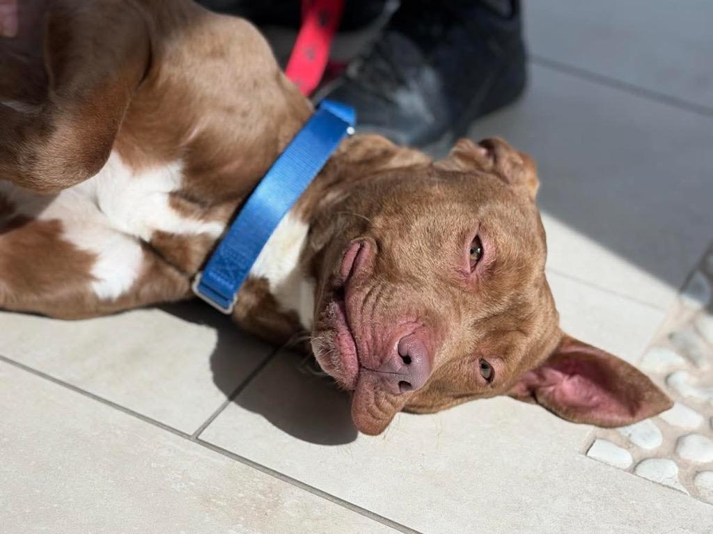 Enlarge Lanny - Local, a Adoptable mixed breed in Princeton, MA image 5/5