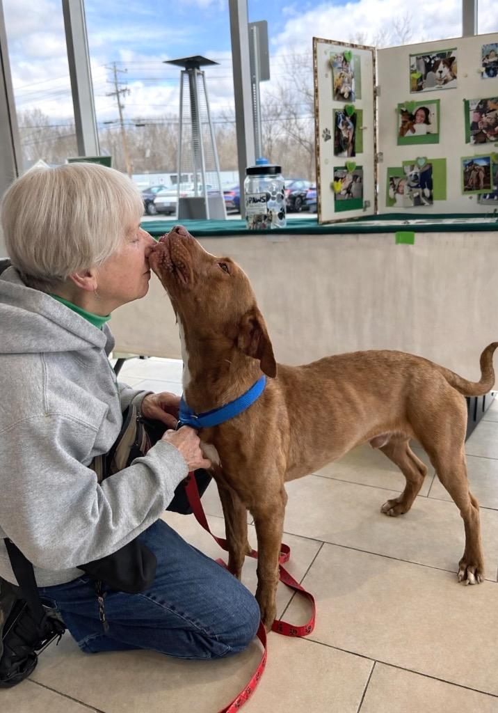 Enlarge Lanny - LOCAL, a Adoptable mixed breed in Princeton, MA image 4/6