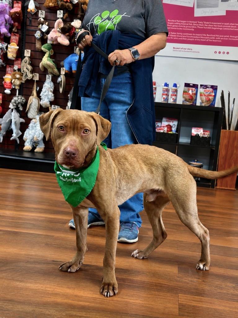 Enlarge Lanny - LOCAL, a Adoptable mixed breed in Princeton, MA image 5/6