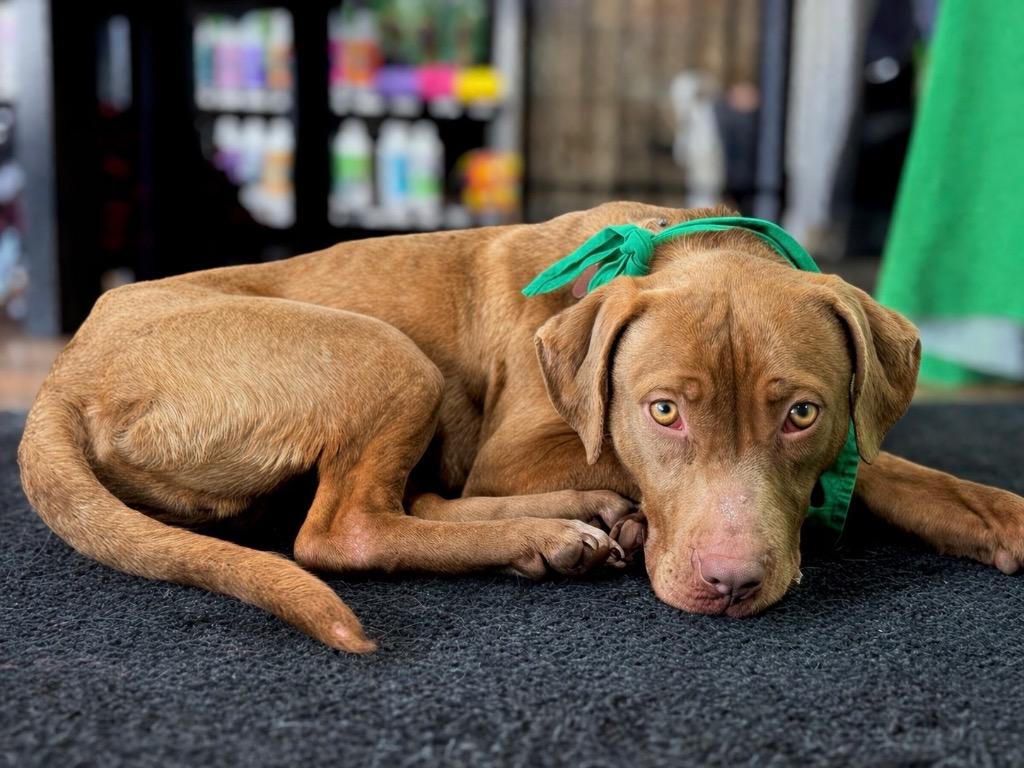Enlarge Lanny - LOCAL, a Adoptable mixed breed in Princeton, MA image 6/6