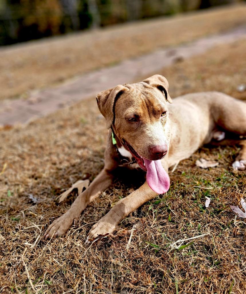 Enlarge Lanny - Local, a Adoptable mixed breed in Princeton, MA image 4/6