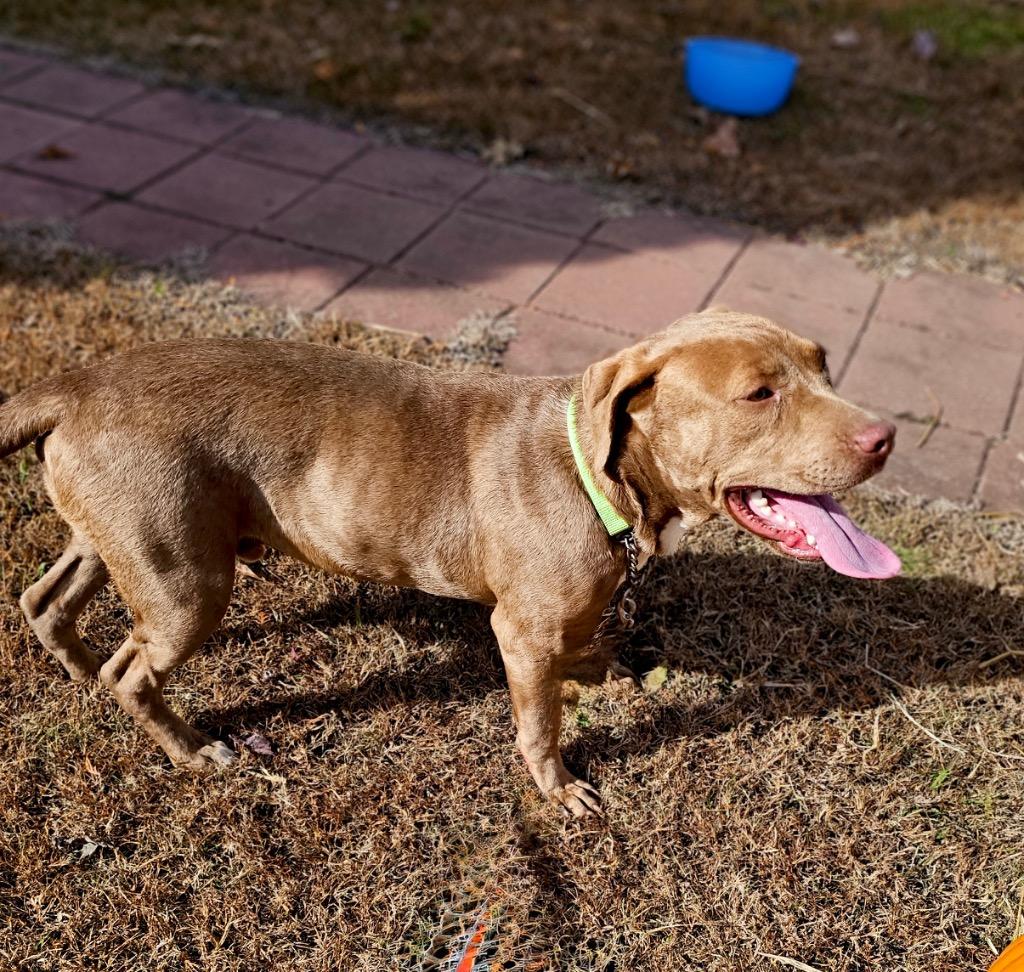 Enlarge Lanny - Local, a Adoptable mixed breed in Princeton, MA image 5/6