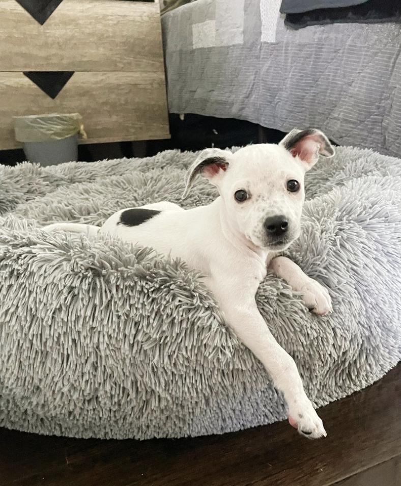 Elena Mixed Breed Dog