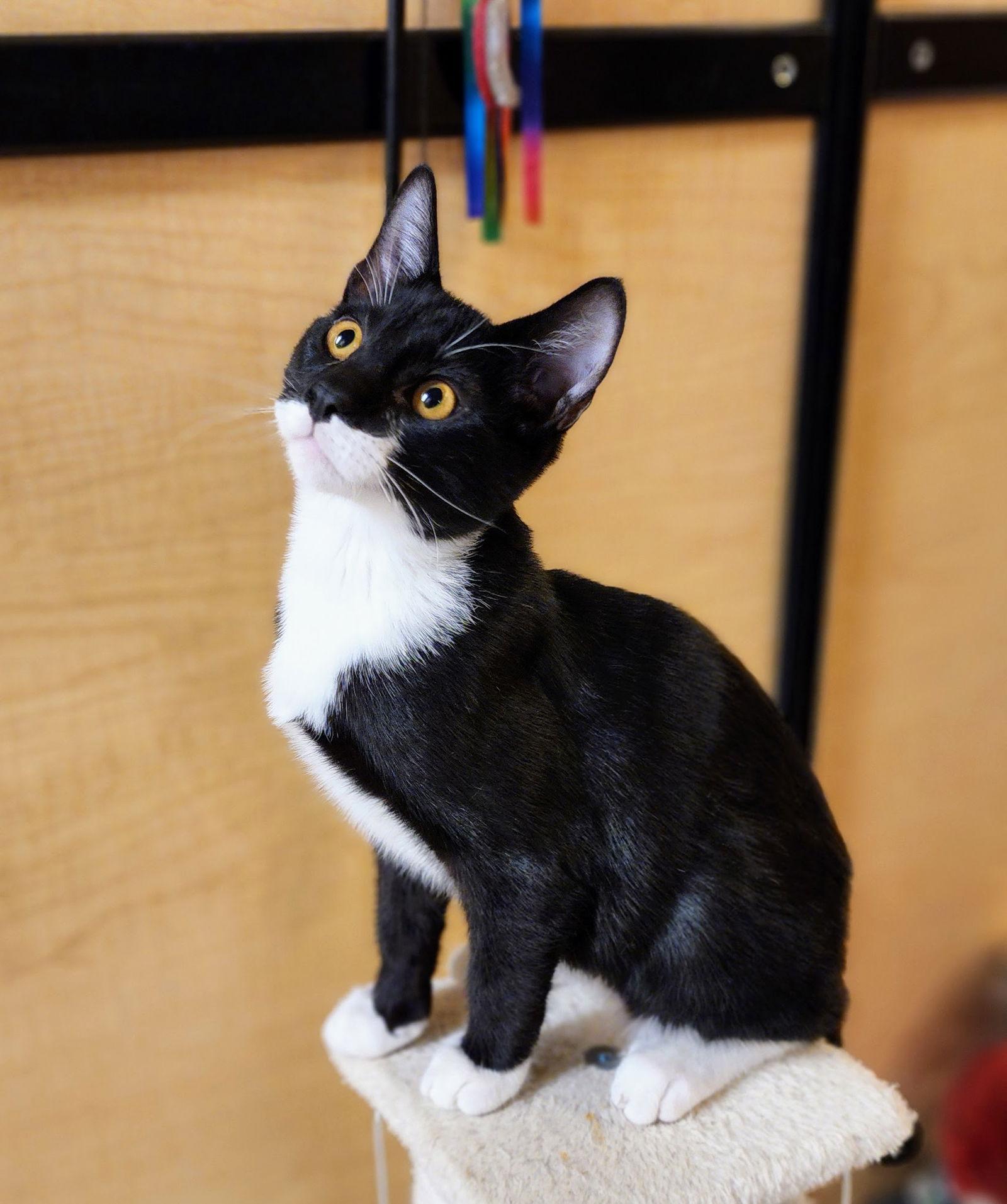 Ezra, Adoptable, Young Male Tuxedo & Domestic Short Hair.