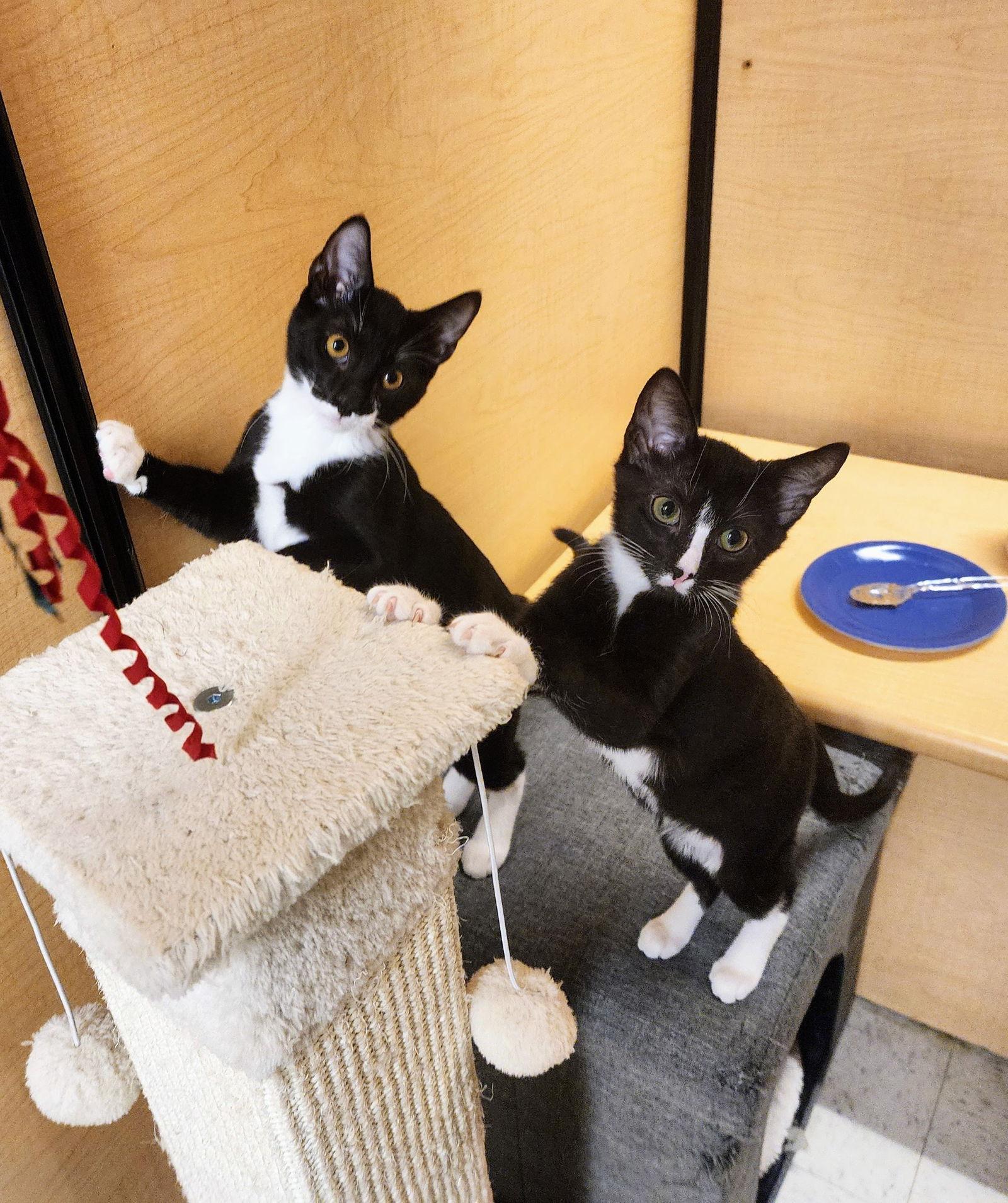 Enlarge Ezra, a Adoptable mixed breed in Garland, TX image 2/3