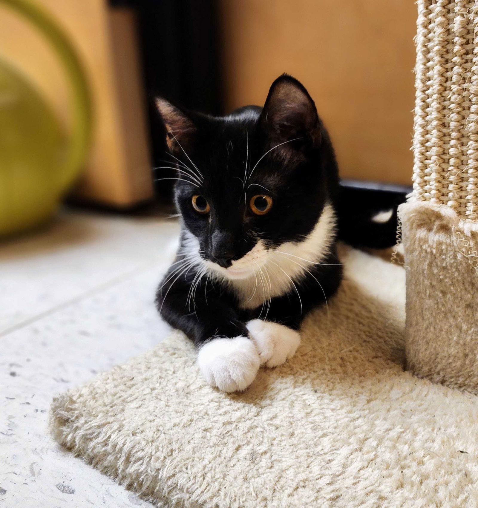 Enlarge Ezra, a Adoptable mixed breed in Garland, TX image 3/3