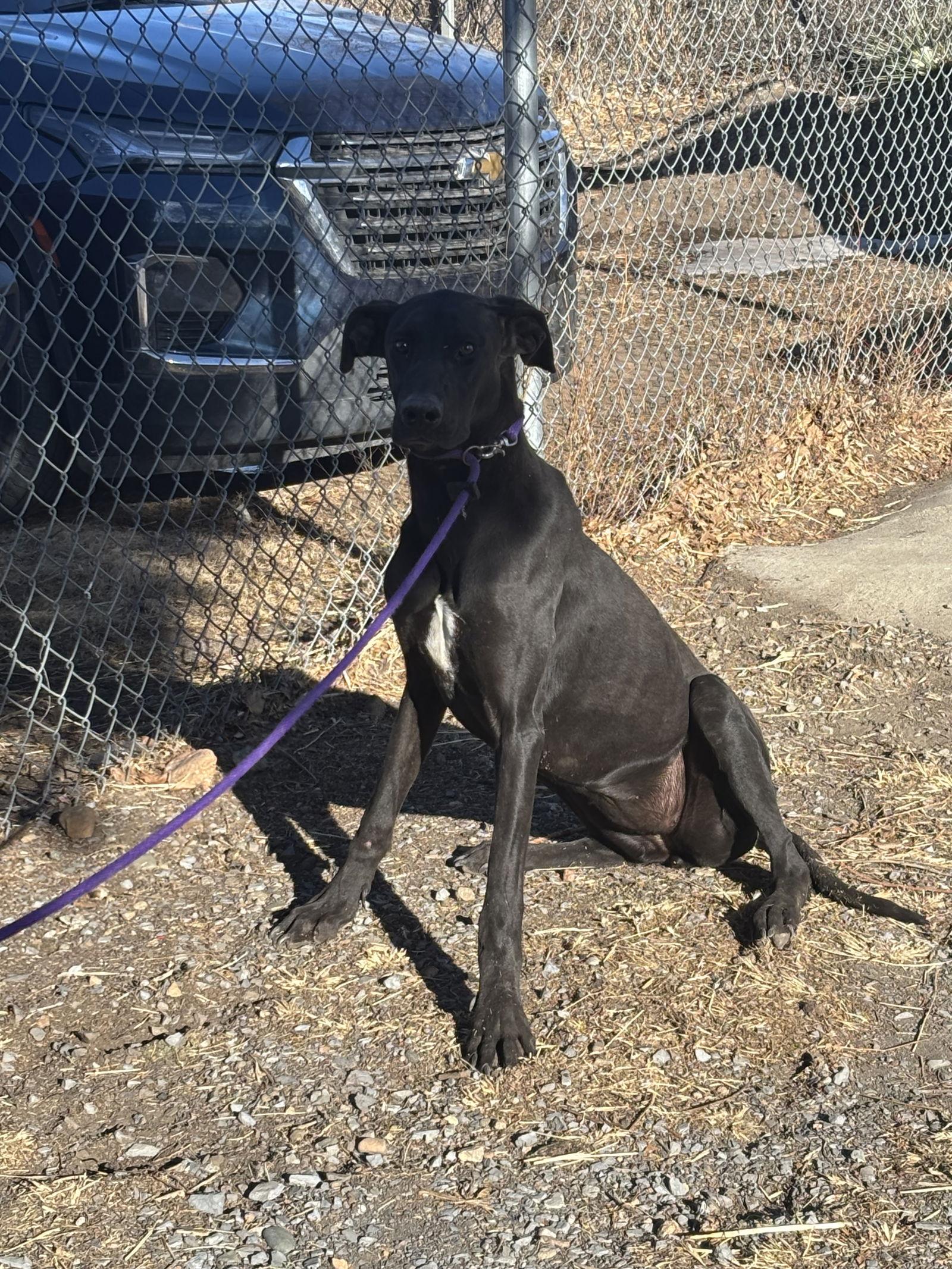Enlarge Duchess, a Adoptable Great Dane in Las Vegas, NM image 1/1