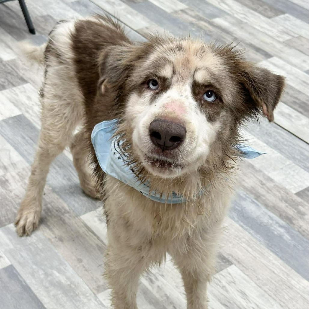 Chance, Adoptable, Adult Male Great Pyrenees.