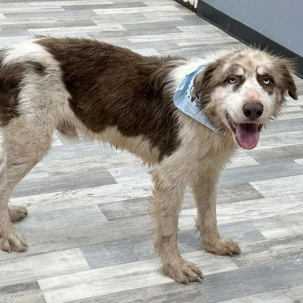 Enlarge Chance, a Adoptable Great Pyrenees in Lufkin, TX image 2/2