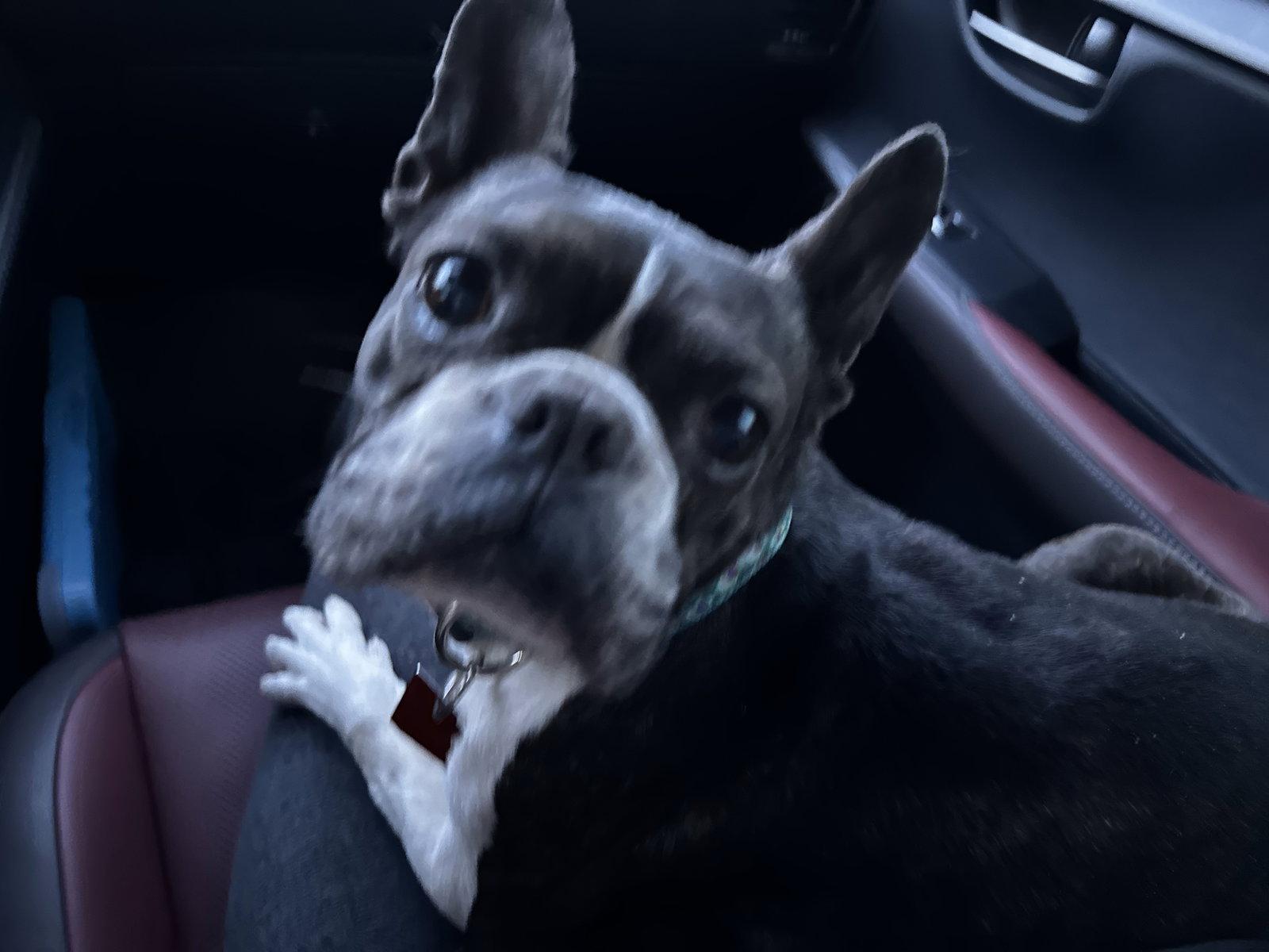 Enlarge Charlie, a Adopted Boston Terrier in Scottsdale, AZ image 1/3