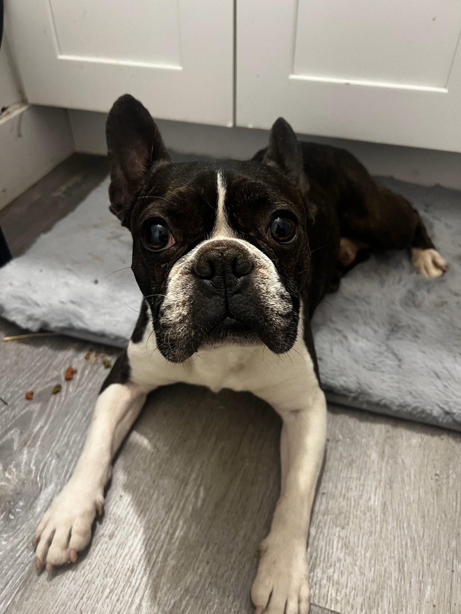 Enlarge Charlie, a Adopted Boston Terrier in Scottsdale, AZ image 2/3