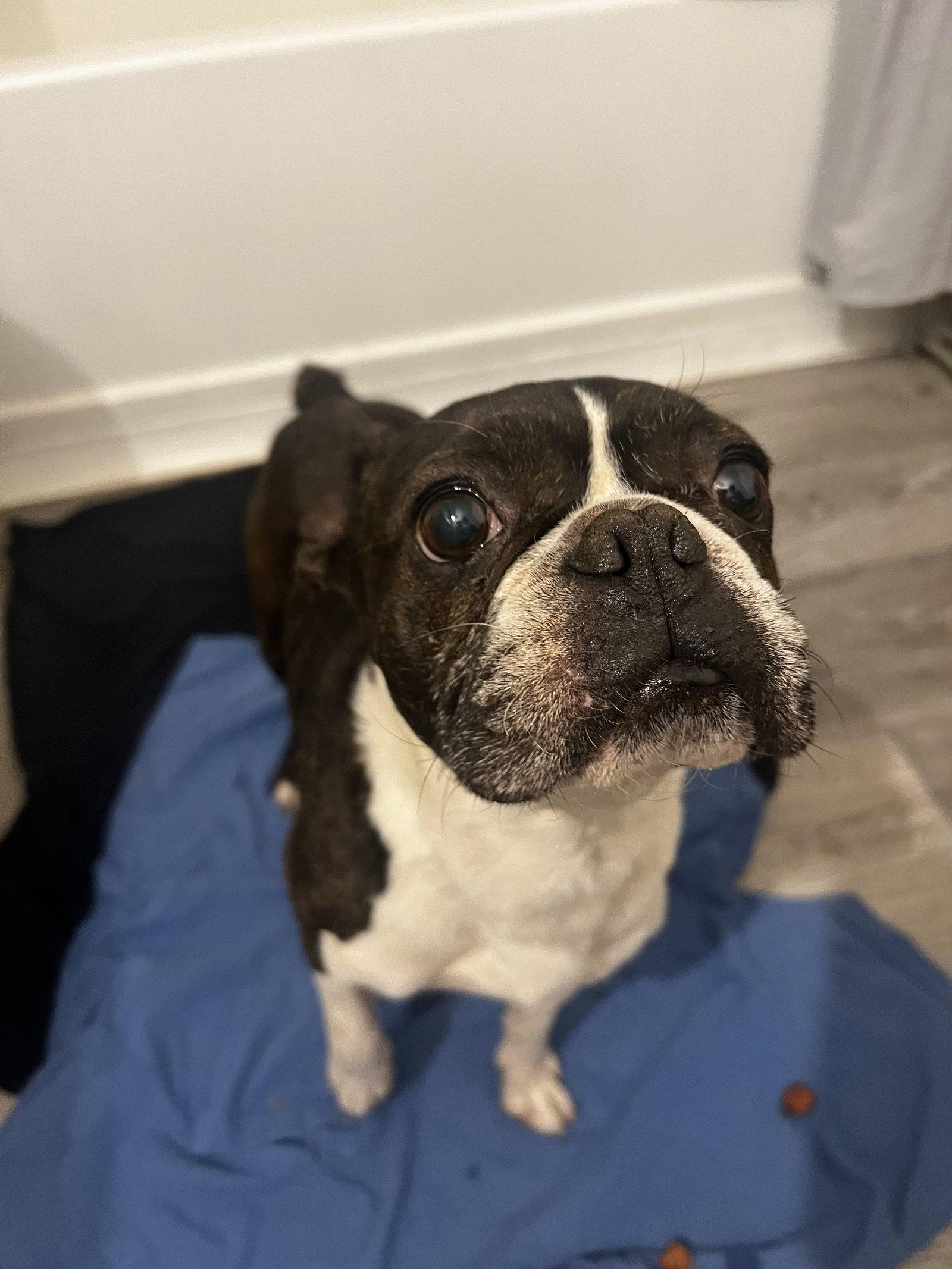 Enlarge Charlie, a Adopted Boston Terrier in Scottsdale, AZ image 3/3