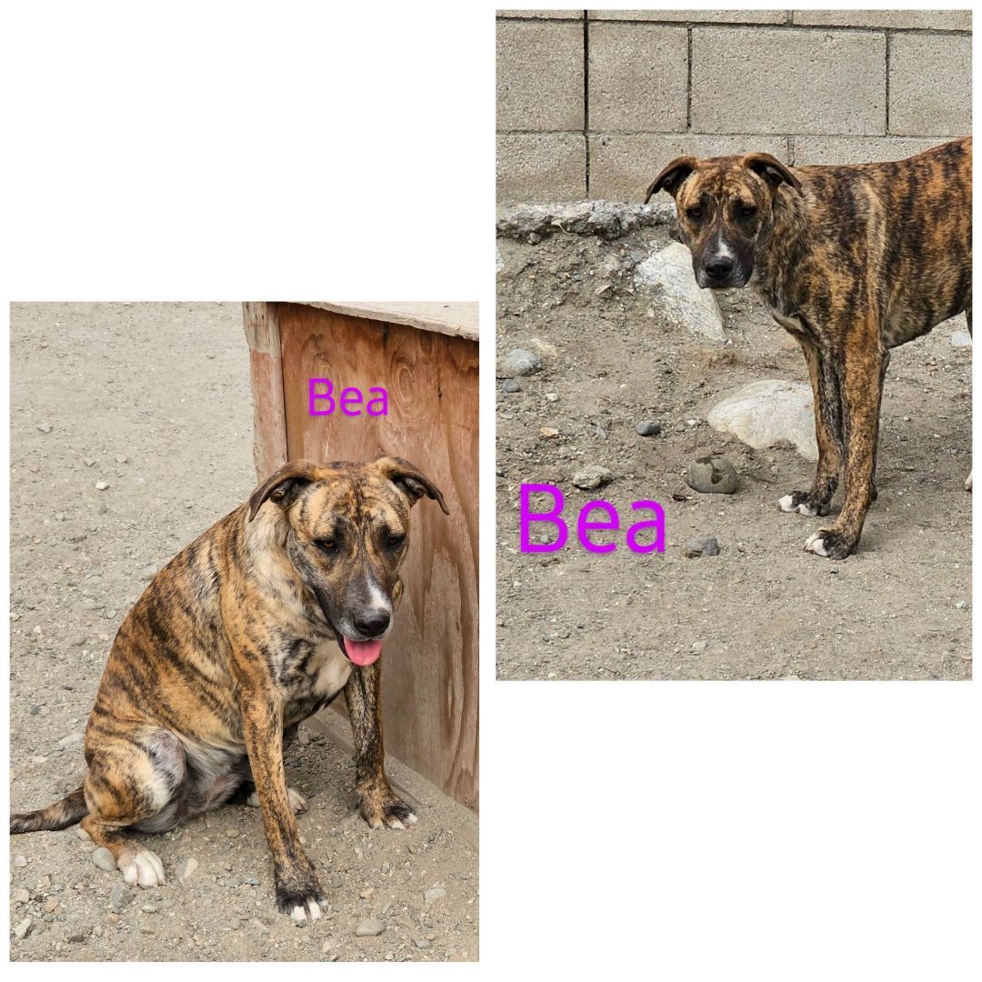 Enlarge Bea, a Adoptable mixed breed in Wrightwood, CA image 1/1