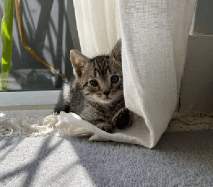 Mercury, Adopted, Kitten Male Domestic Short Hair.