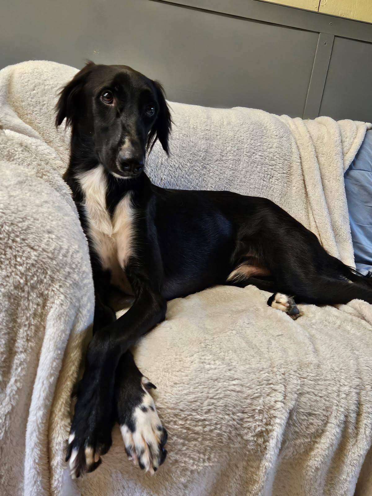 CANE, Adoptable, Young Male Saluki & Greyhound.