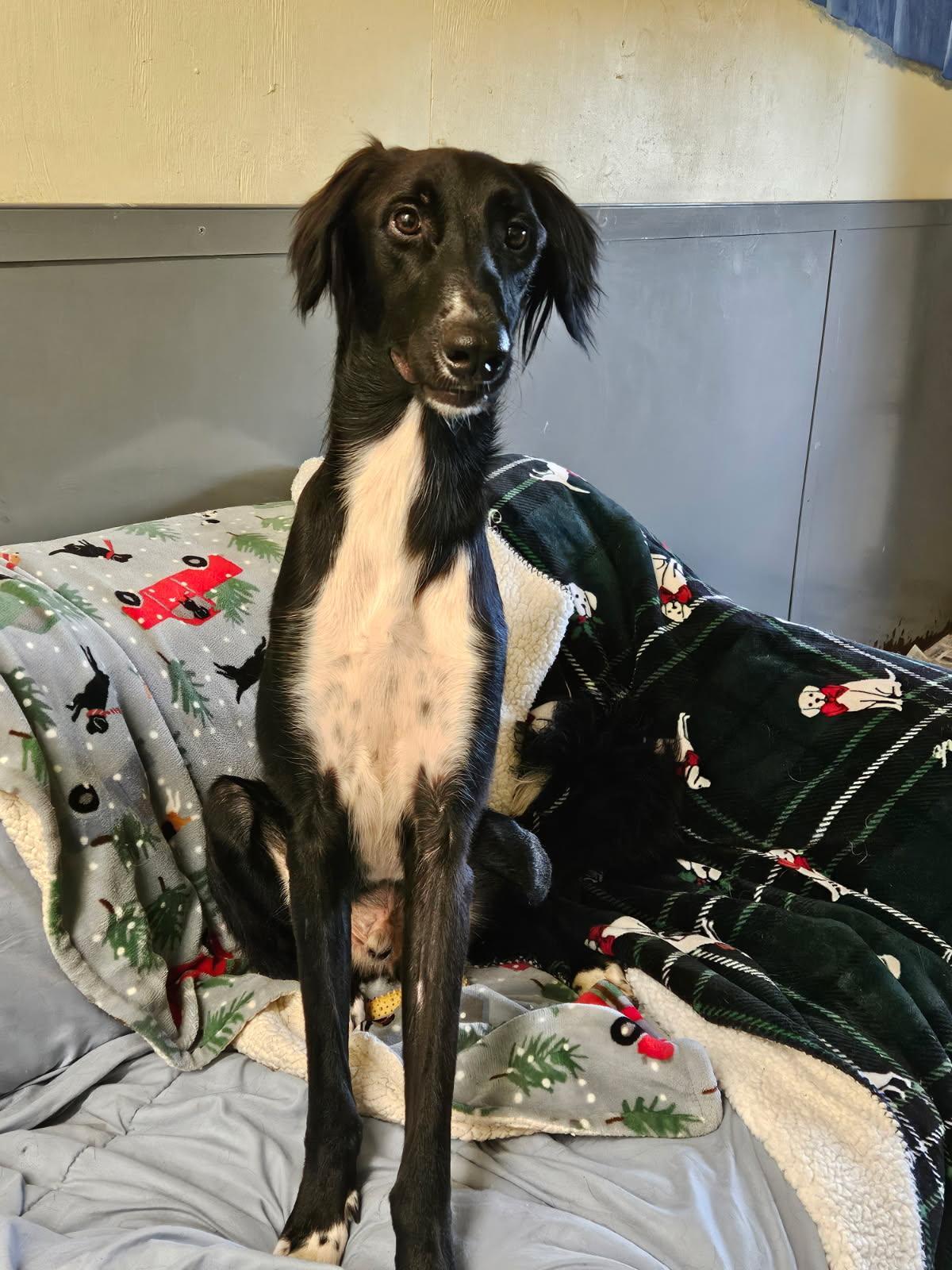 Enlarge CANE, a Adoptable mixed breed in Agoura Hills, CA image 2/3