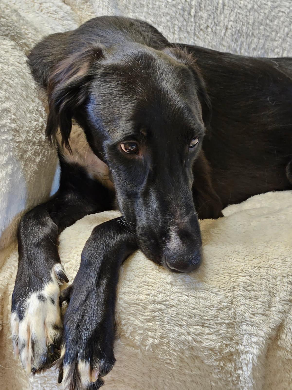 Enlarge CANE, a Adoptable mixed breed in Agoura Hills, CA image 3/3