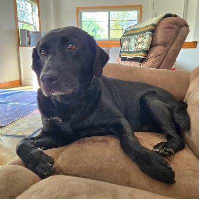 Mavis and Lila, a Adopted Labrador Retriever in Lombard, IL image 2/3