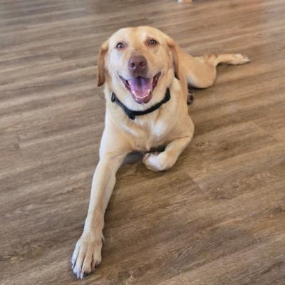 Mavis and Lila, a Adopted Labrador Retriever in Lombard, IL image 3/3