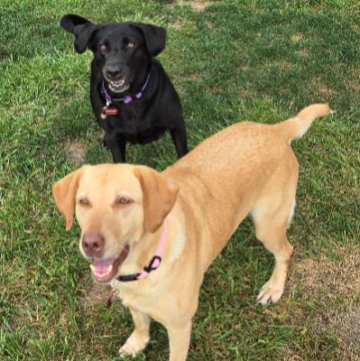 Mavis and Lila, a Adopted Labrador Retriever in Lombard, IL image 1/3