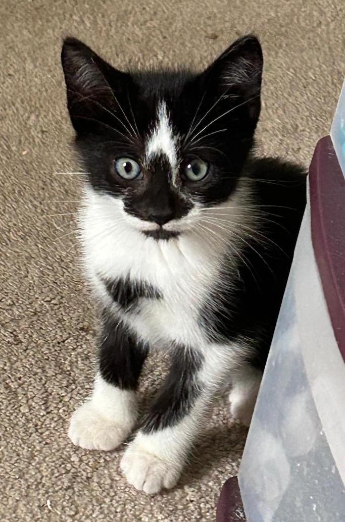 Enlarge Timmy, a Adoptable Domestic Short Hair in Sayreville, NJ image 2/2